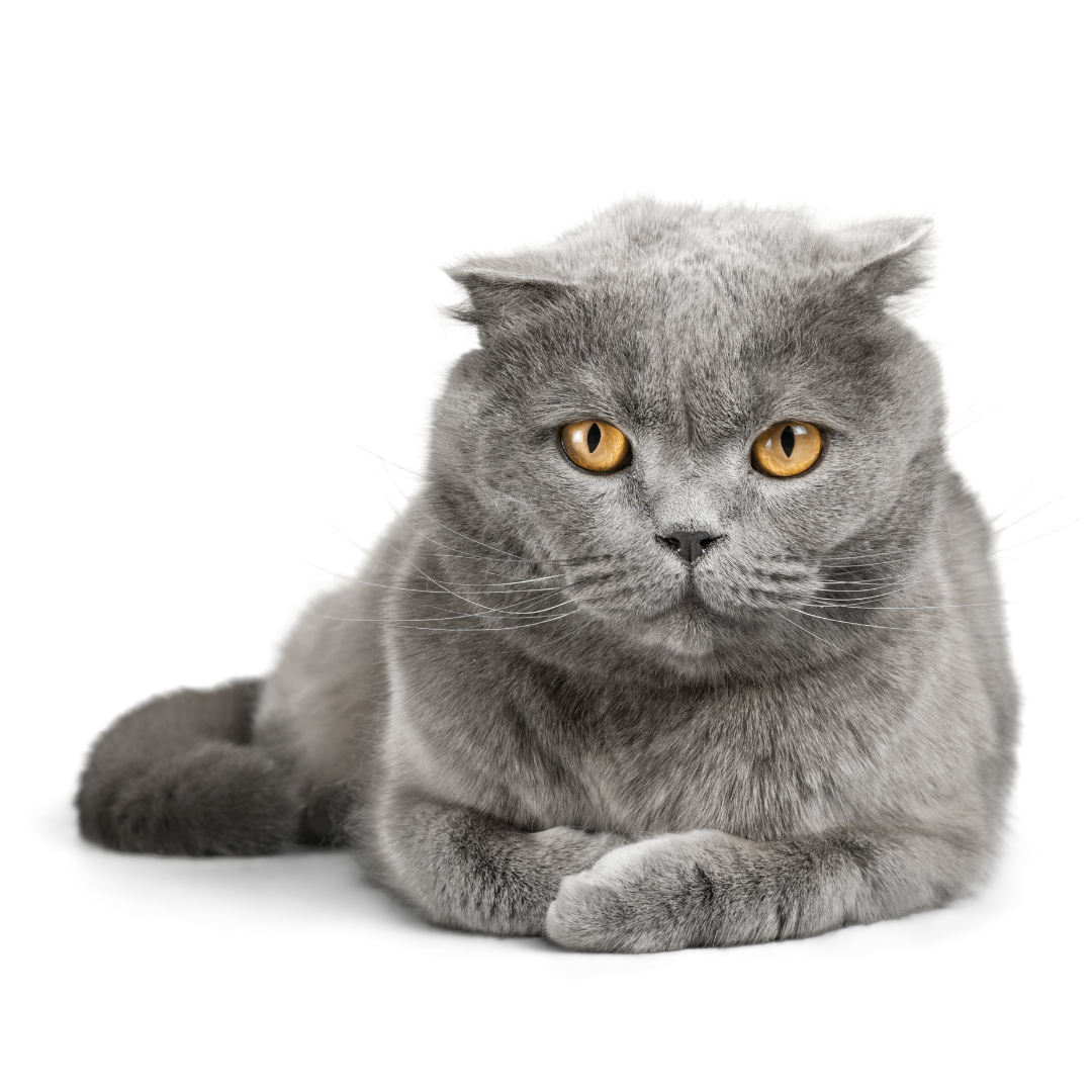 Cat Litter Pack