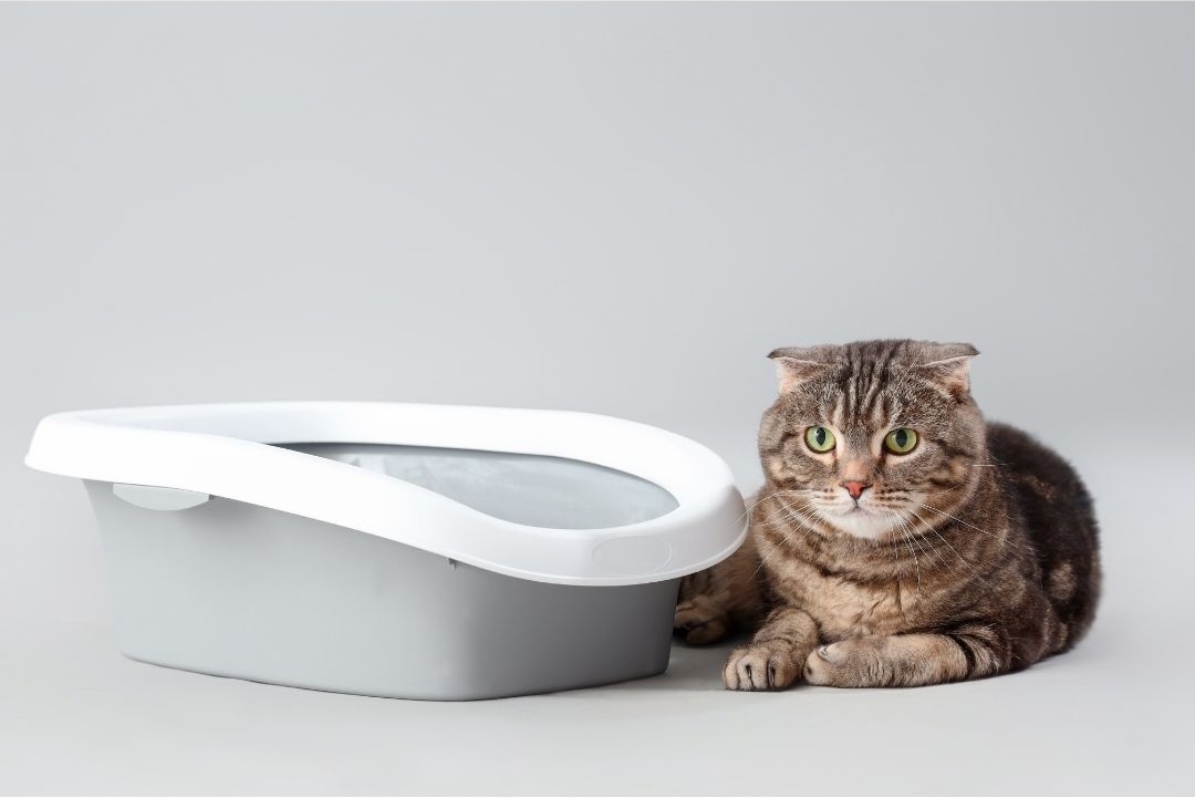 BentoniteCat Litter